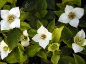 Cornus canadensis '' 